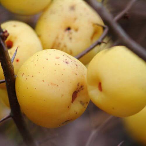 Cognassier du Japon (Chaenomeles japonica)