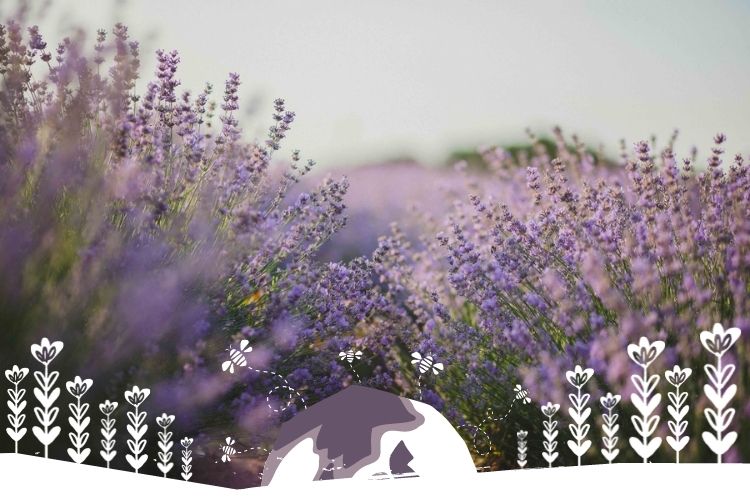 Le miel de lavande EDHEN FOOD est récolté dans les champs de lavande de Provence, France