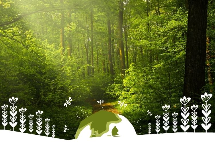 Jardinerie Pépinière en ligne à Ploërmel en Bretagne - Vente de plante - Le Jardin d'Edhen