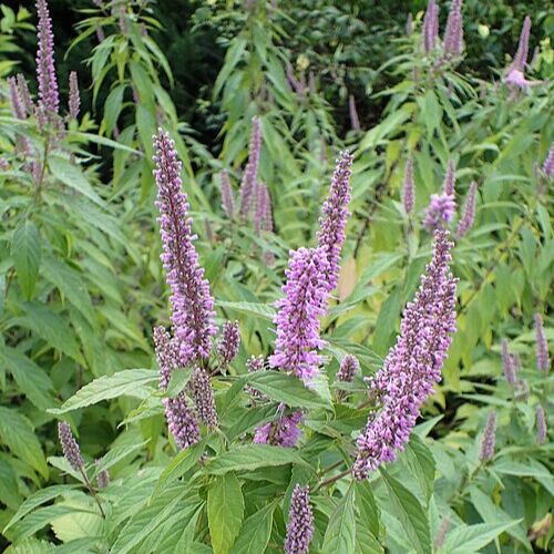 Menthe en Arbre (Elsholtzia stauntonii)