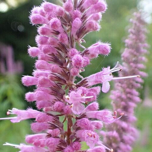 Menthe en Arbre (Elsholtzia stauntonii)