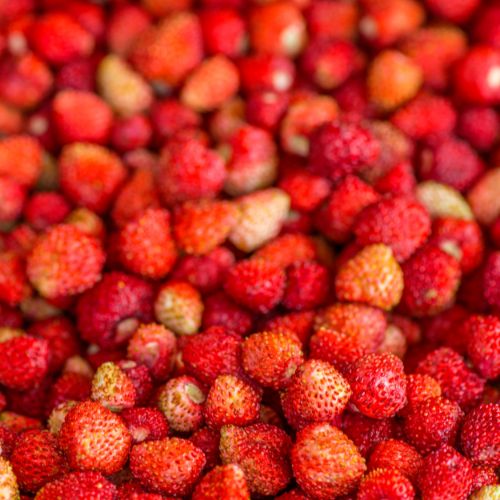 Fraisier des Bois (Fragaria vesca)