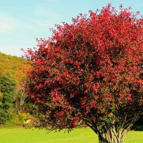 Fusain d'Europe (Euonymus europaeus)