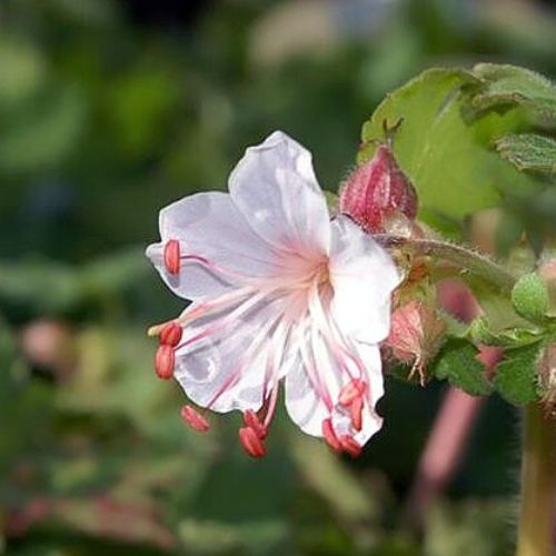 Géranium Vivace à Gros Rhizome (Geranium macrorrhizum Spessart)