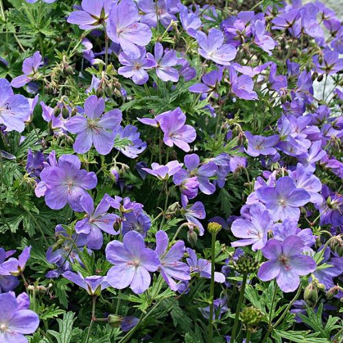 Géranium des Prés (Geranium pratense)