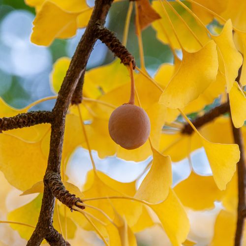 Arbre aux 40 écus (Ginkgo biloba)