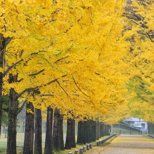 Arbre aux 40 écus (Ginkgo biloba)