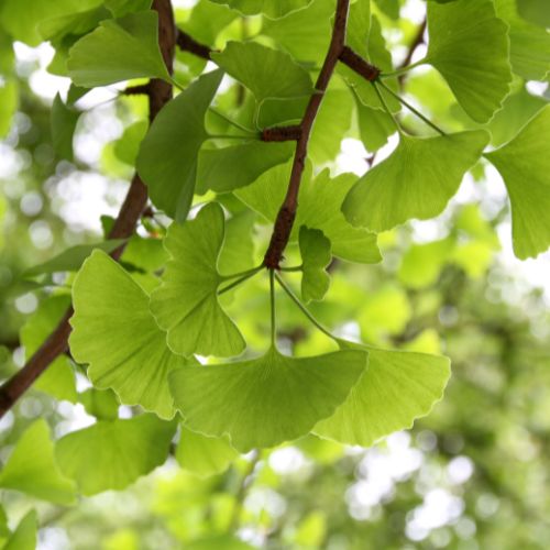 Arbre aux 40 écus (Ginkgo biloba)