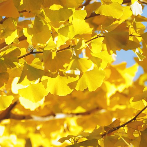 Arbre aux 40 écus (Ginkgo biloba)