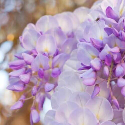 Glycine du Japon (Wisteria floribunda)