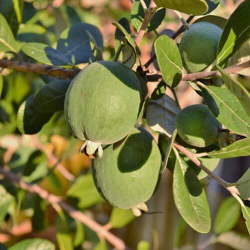 Goyavier du Brésil (Feijoa sellowiana)