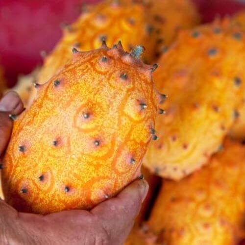 Plant de Kiwano (Concombre Cornu d'Afrique)