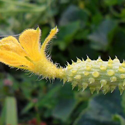 Plant de Kiwano (Concombre Cornu d'Afrique)