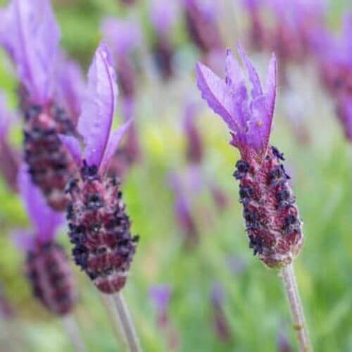 Lavande Papillon (Lavandula stoechas)