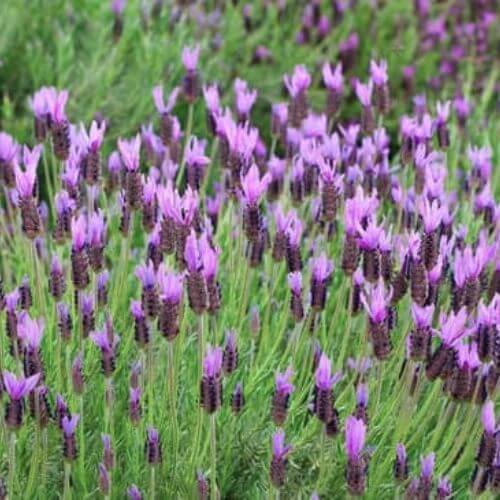 Lavande Papillon (Lavandula stoechas)