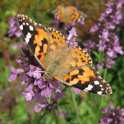 Lavande Vraie (Lavandula angustifolia vera)