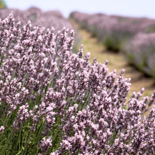 Lavande Rose (Lavandula angustifolia Rosea)
