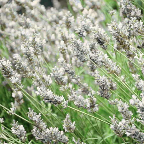Lavande Blanche - Lavandin (Lavandula intermedia Edelweiss)