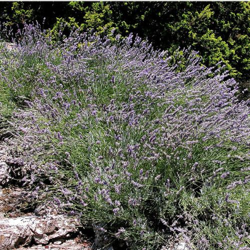 Lavande Aspic (Lavandula latifolia - spica)