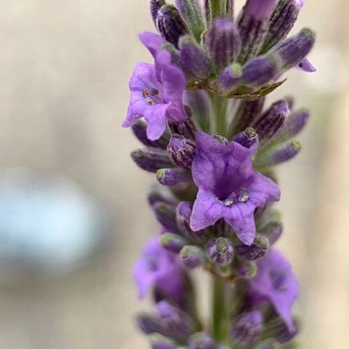 Lavande Aspic (Lavandula latifolia - spica)