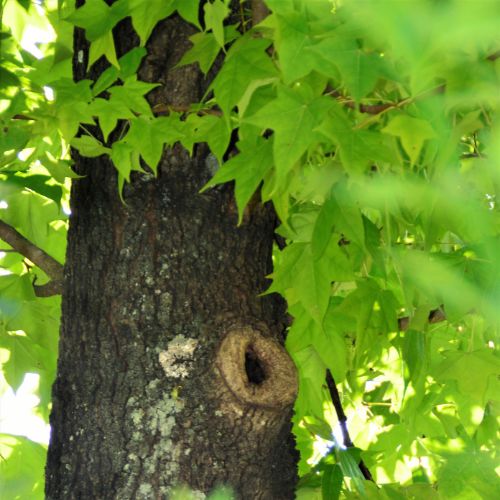 Copalme d'Amérique (Liquidambar styraciflua)