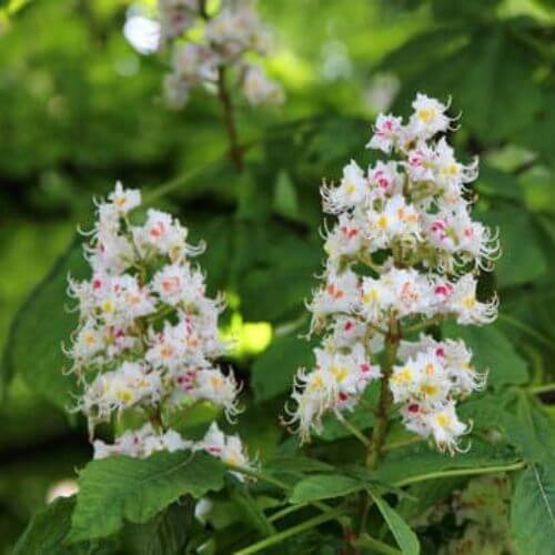 Marronnier Commun (Aesculus Hippocastanum)