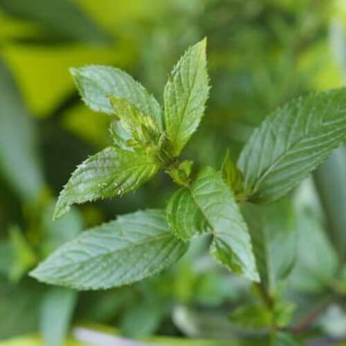 Menthe Verte (Mentha viridis / Mentha spicata)
