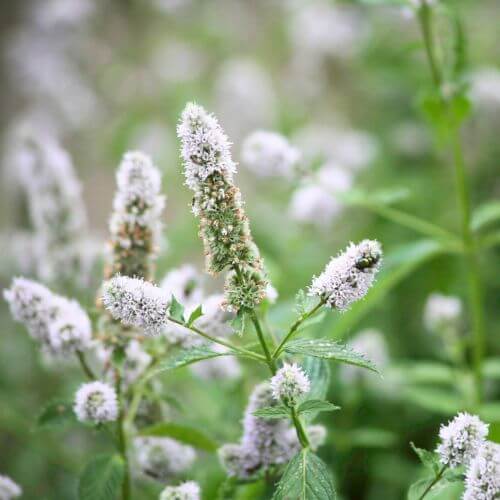 Menthe Verte (Mentha viridis / Mentha spicata)