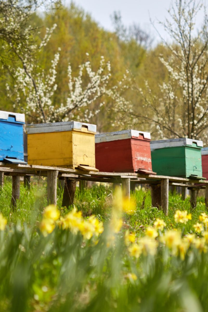 Miel aux arômes délicats et aux saveurs inédites. Récolté en France par des apiculteurs passionnés et extrait à froid pour préserver sa qualité - EDHEN FOOD