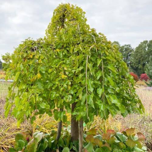 Mûrier Blanc (Morus alba)