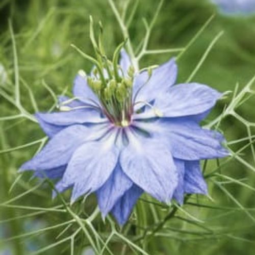 Nigelle de Damas Mrs Jekyll Bleu (Nigella damascena)