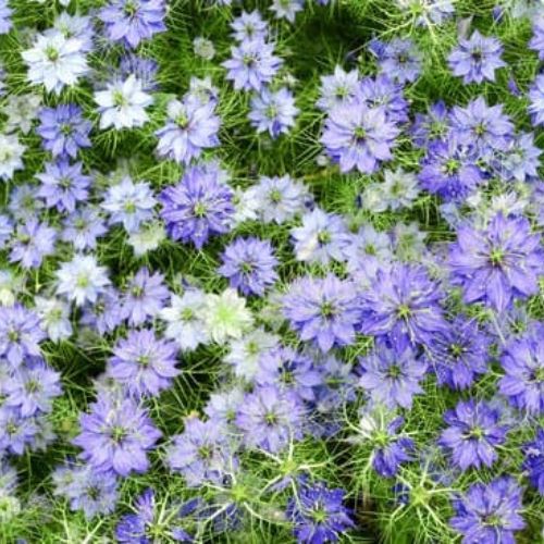 Nigelle de Damas Mrs Jekyll Bleu (Nigella damascena)
