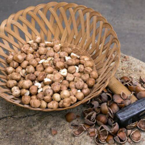 Noisetier Commun (Corylus Avellana)