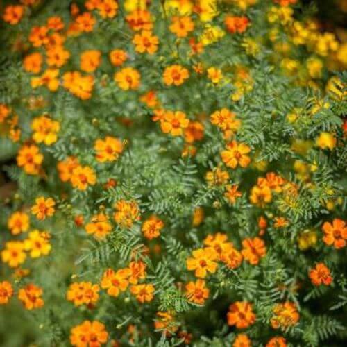 Oeillet d'Inde (Tagetes patula nematicide)