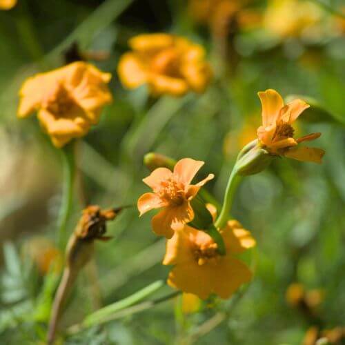 Oeillet d'Inde (Tagetes patula nematicide)