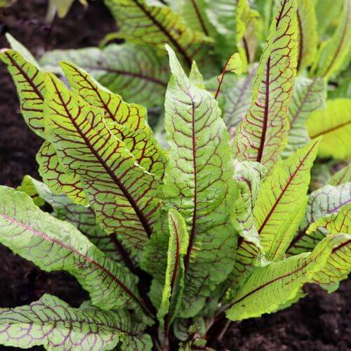 Oseille Sanguine (Rumex sanguineus)