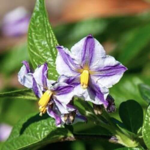 Pepino - Poire-melon (Solanum muricatum)