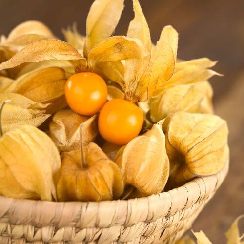 Coqueret du Pérou (Physalis edulis)