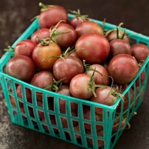 Plant de Tomate Cerise "Black Cherry"