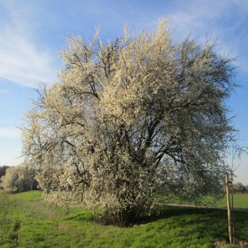 Prunier Myrobolan (Prunus cerasifera / myrobolana)