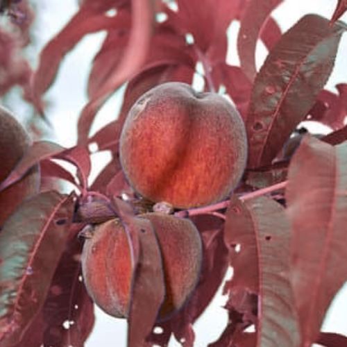 Pêcher à Feuilles Pourpres (Prunus persica rubira)