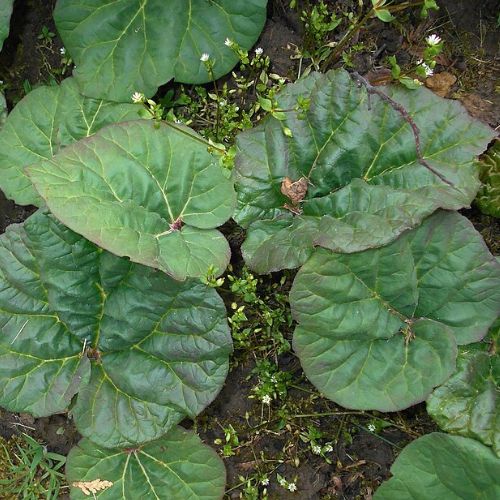 Rhubarbe Officinale (Rheum officinale)