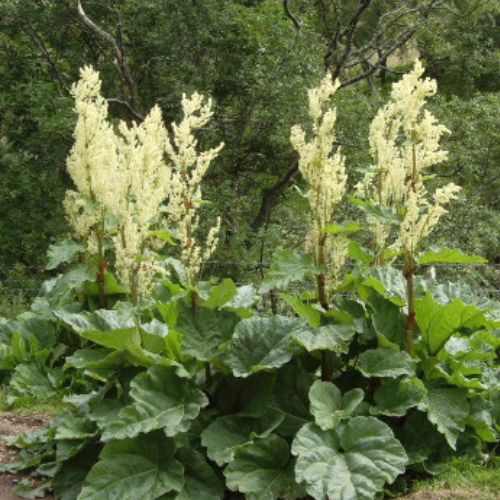 Rhubarbe Officinale (Rheum officinale)