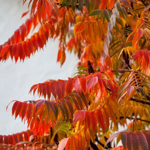 Sumac de Virginie - Vinaigrier (Rhus typhina)