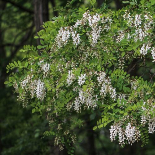 Robinier Faux-acacia (Robinia pseudoacacia)