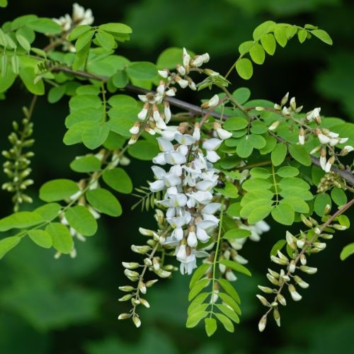 Robinier Faux-acacia (Robinia pseudoacacia)