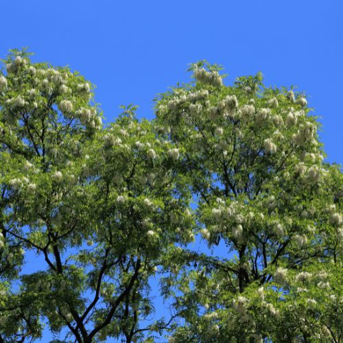 Robinier Faux-acacia (Robinia pseudoacacia)