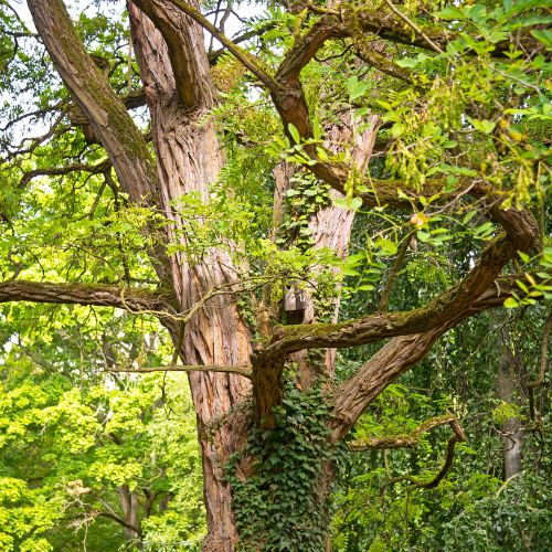 Robinier Faux-acacia (Robinia pseudoacacia)