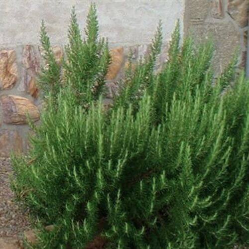 Romarin officinal (Rosmarinus officinalis)