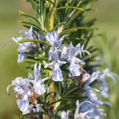 Romarin officinal (Rosmarinus officinalis)